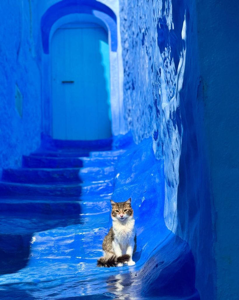 La Perla Azul de Marruecos - Arte Marruecos - Gato